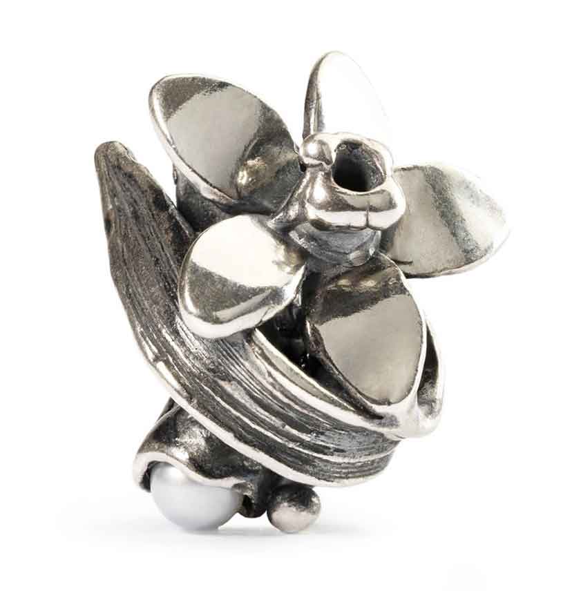 Narzisse Dezember TAGBE-00038  